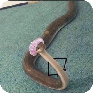 Sticker Змейки🐍 - 6