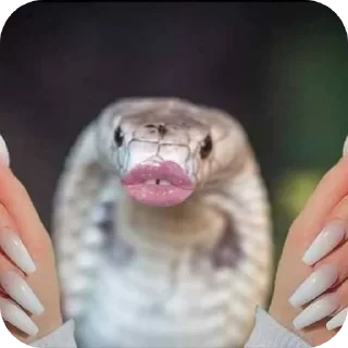 Sticker Змейки🐍 - 7