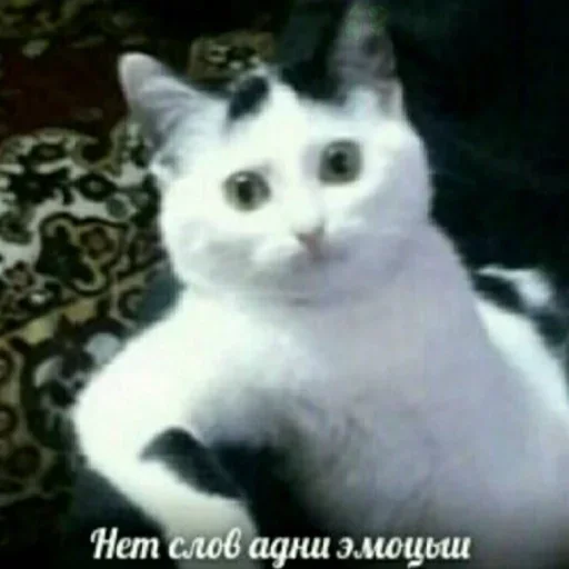 Смеялись всей семьёй by @fStikBot - text