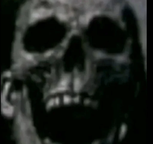 примат череп млекопитающее