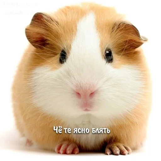 Стикер PooveToneyBrook :: @fStikBot - 11