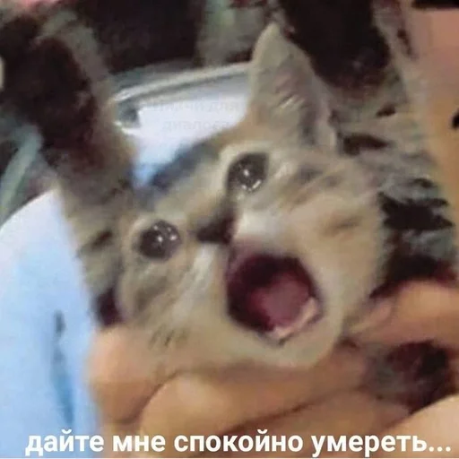 Стикер PooveToneyBrook :: @fStikBot - 3