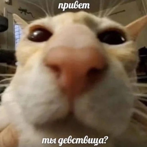 Стикер PooveToneyBrook :: @fStikBot - 2