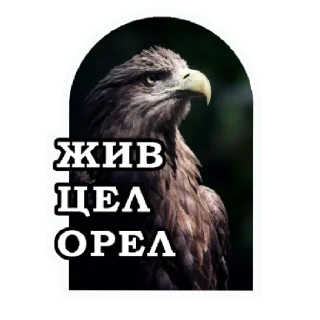 Sticker Zродня - 0