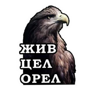 Sticker Zродня - 11