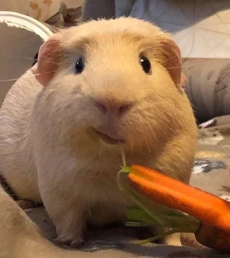 Стикер Зуб :: @fStikBot - 7