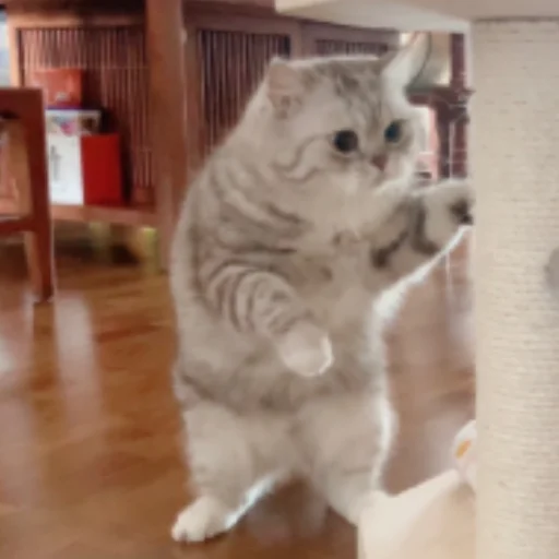 animal indoor mammal