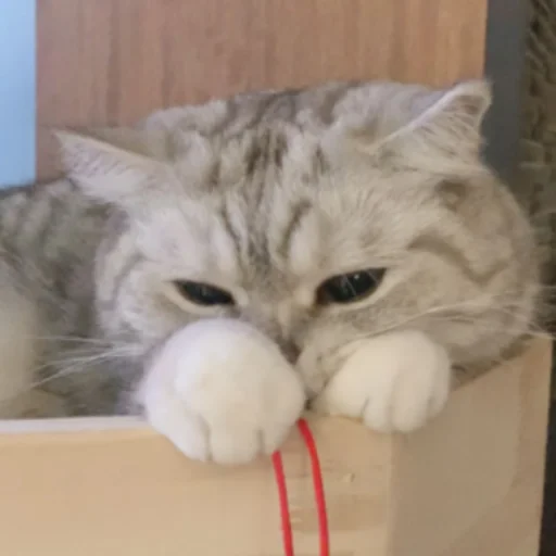 animal mammal felidae