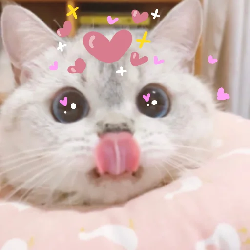 cat small to medium-sized cats domestic cat