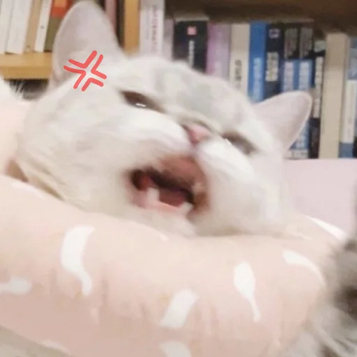 mammal animal indoor