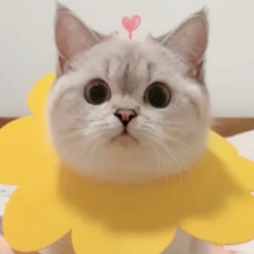 cat small to medium-sized cats domestic cat