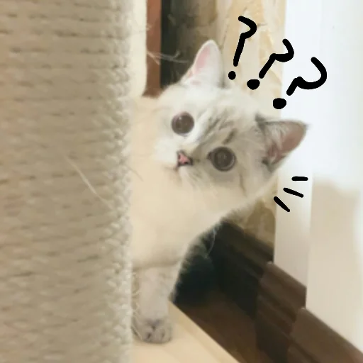 domestic cat animal mammal