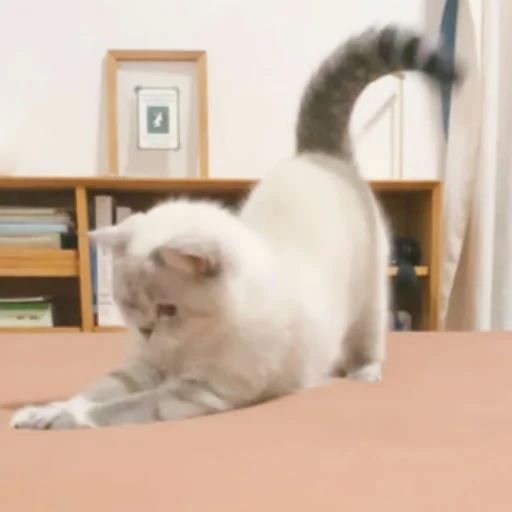 indoor small to medium-sized cats animal