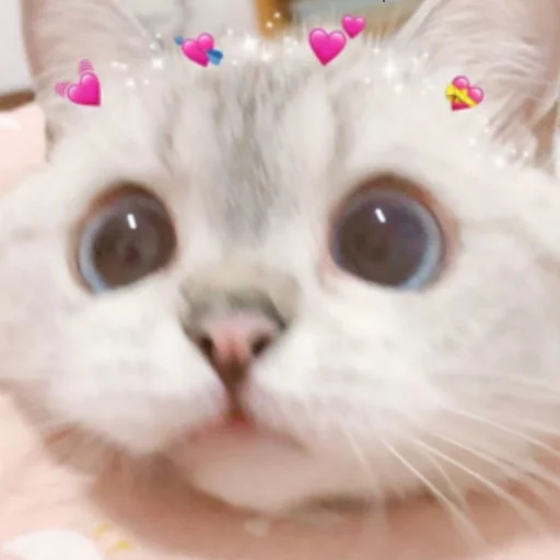 cat small to medium-sized cats mammal