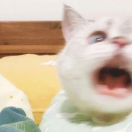 animal mammal small to medium-sized cats