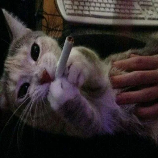 mammal animal indoor