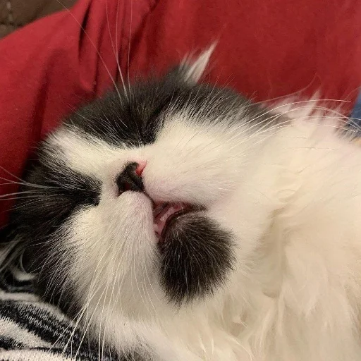 mammal animal domestic cat