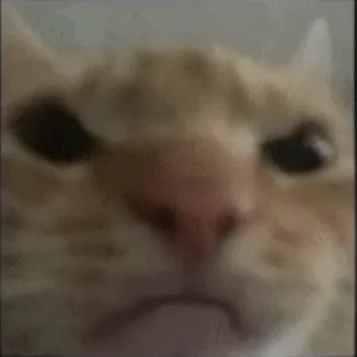 животное млекопитающее кошка