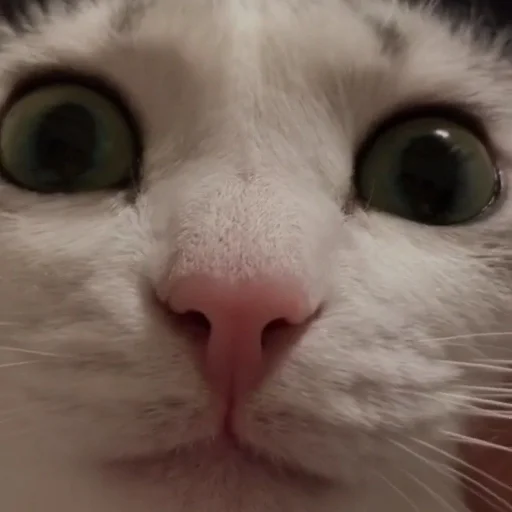 млекопитающее животное кошка