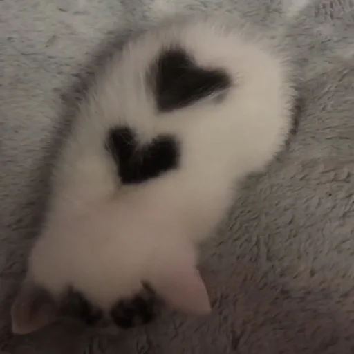 млекопитающее животное мех