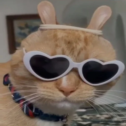 кошка животное защитные очки