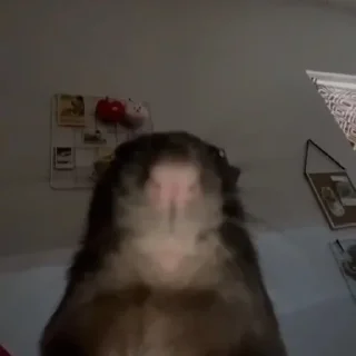 ебаный зоопарк - животное