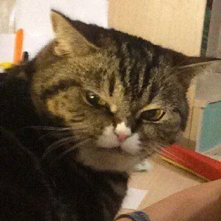 Стикер Звери - 11