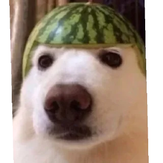 Стикер Zxc pig - 9