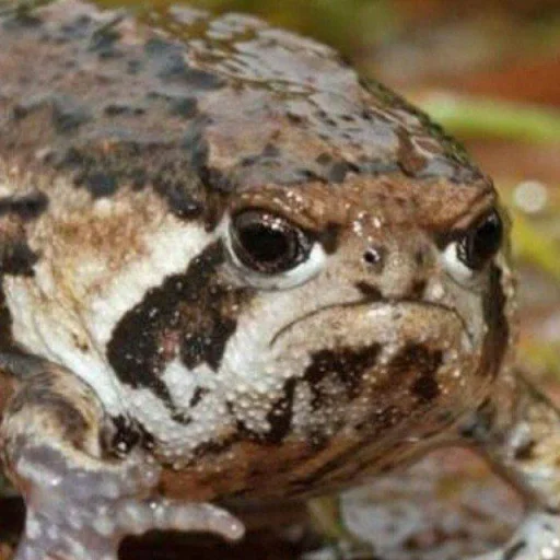 Стикер Zyercas - 1