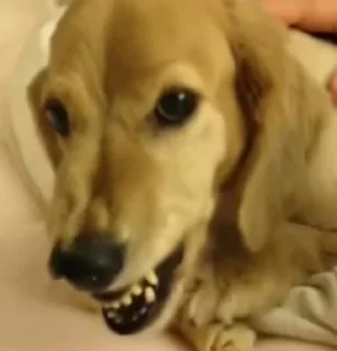 Sticker Zyercas - 11