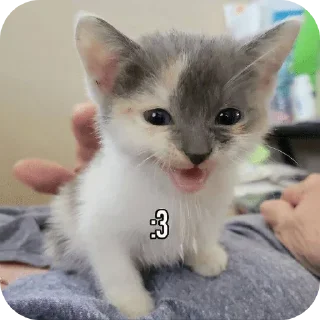 Sticker Больше стиков тут: @stikery4 - 11