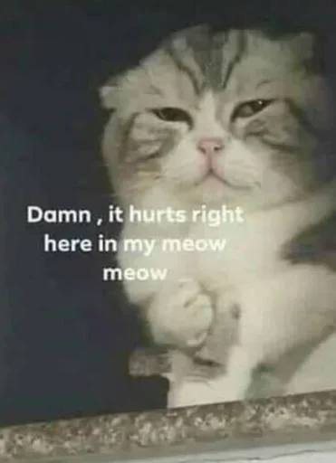 СМС млекопитающее животное