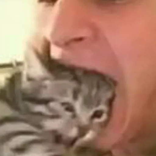 кошка Человек котёнок