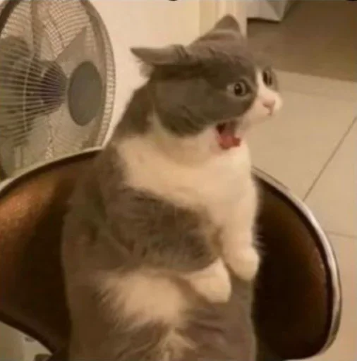 кошки малого и среднего размера комнатный кошачьи