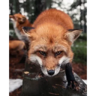 Стикер foxy 🦊 - 9