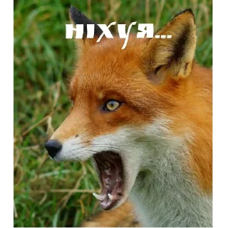 Стикер foxy 🦊 - 4