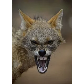 Стикер foxy 🦊 - 5