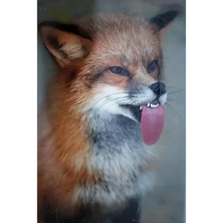 Стикер foxy 🦊 - 7