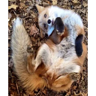 Стикер foxy 🦊 - 10