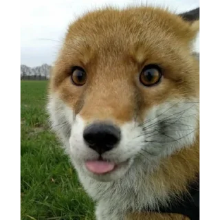 Стикер foxy 🦊 - 6