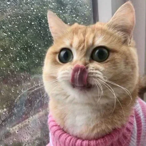 small to medium-sized cats animal cat