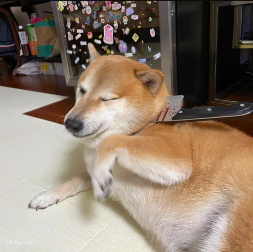 indoor mammal animal