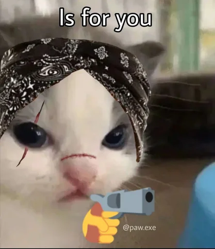 text small to medium-sized cats cat