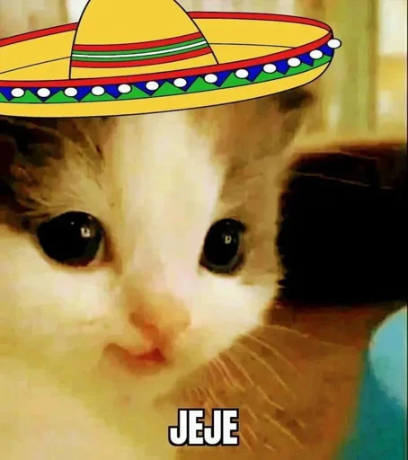 cat animal small to medium-sized cats