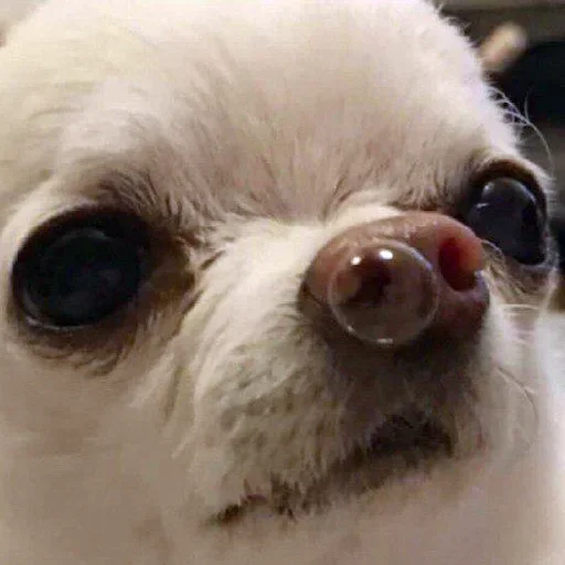 pet dog breed mammal