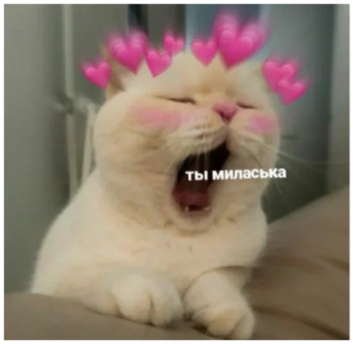 mammal animal small to medium-sized cats