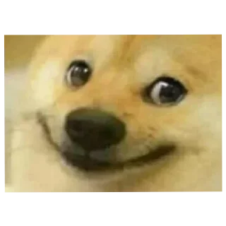 Стикер 𝙎𝘾𝘼𝙈 [DED]s Pack :: @AsukaRobot - 1