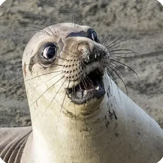 Стикер sushi sashiming's pack - 6