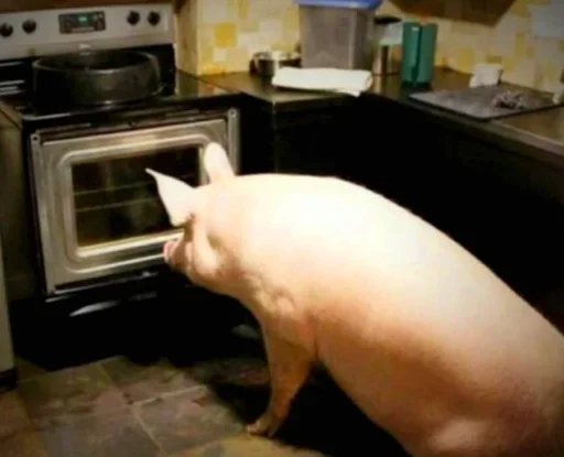 indoor home appliance pig