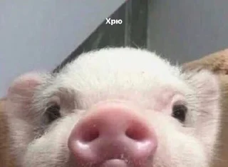 Стикер @ruslan1602's userbot pack 1 - 7